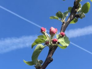 Schnuppertag @ Reiki in Schönow