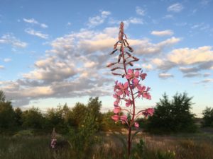 Interessantes über die Schönower Heide und der Rieselfelder / Rundgang @ Reiki in Schönow