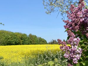 Die heiligen Pflanzen der Kelten @ Reiki in Schönow