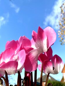 Bachblüten, Baumessenzen u.a. – ihre Auswahl – ihre Verwendung @ Reiki in Schönow